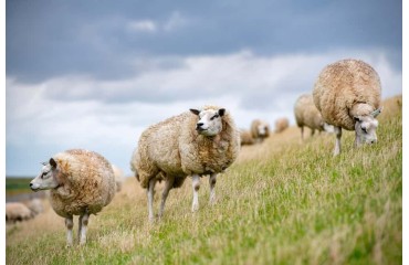Cresterea oilor in gospodarie - la ce distanta de casa se pot creste aceste animale, cate oi poti creste in curte