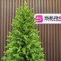 Brad artificial Sersimo, Alindra Elite, verde, integral 3D, 240 cm [12]