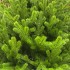 Brad artificial Sersimo, Alindra Elite, verde, integral 3D, 240 cm [7]