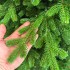 Brad artificial Sersimo, Alindra Elite, verde, integral 3D, 240 cm [10]