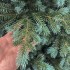 Brad artificial Christmas Deluxe by Sersimo, Alaska Select verde argintiu, integral 3D, 300 cm [8]