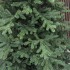 Brad artificial Christmas Deluxe by Sersimo, Viena Select, integral 3D, 300 cm [12]