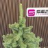 Brad artificial Christmas Deluxe by Sersimo, Viena Select, integral 3D, 300 cm [10]