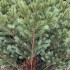 Brad artificial Sersimo, Hollandia, verde cu varfuri argintii, integral 3D, 210 cm [13]