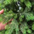 Brad artificial Sersimo, Hollandia, verde cu varfuri verzi, integral 3D, 230 cm [3]