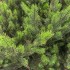 Brad artificial Sersimo, Hollandia, verde cu varfuri verzi, integral 3D, 250 cm [6]