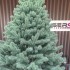 Brad artificial Christmas Deluxe by Sersimo, Kovalivska argintiu, 3D, 180 cm [4]