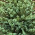 Brad artificial Sersimo, Scandinavia, verde cu varfuri argintii, integral 3D, 230 cm [8]