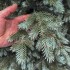 Brad artificial Sersimo, Scandinavia, verde cu varfuri argintii, integral 3D, 250 cm [17]